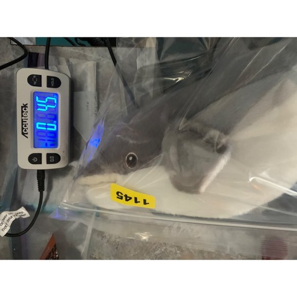 Eco Nation by Aurora World Inc September 2021 Dolphin with tags Stuffed Animal P - Picture 12 of 12